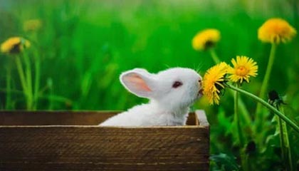 乐高表示智能积木将“长期存在”，并回应了有关其“放弃非数字化玩法”的质疑与担忧